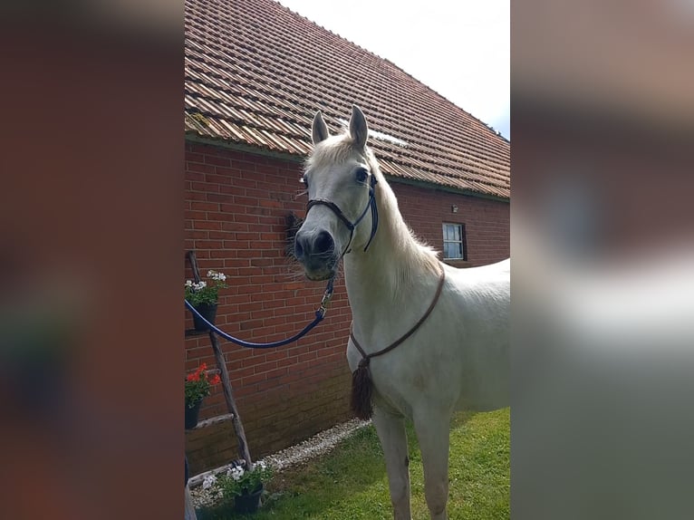 Connemara Mix Mare 14 years 14,1 hh Gray in Klazienaveen