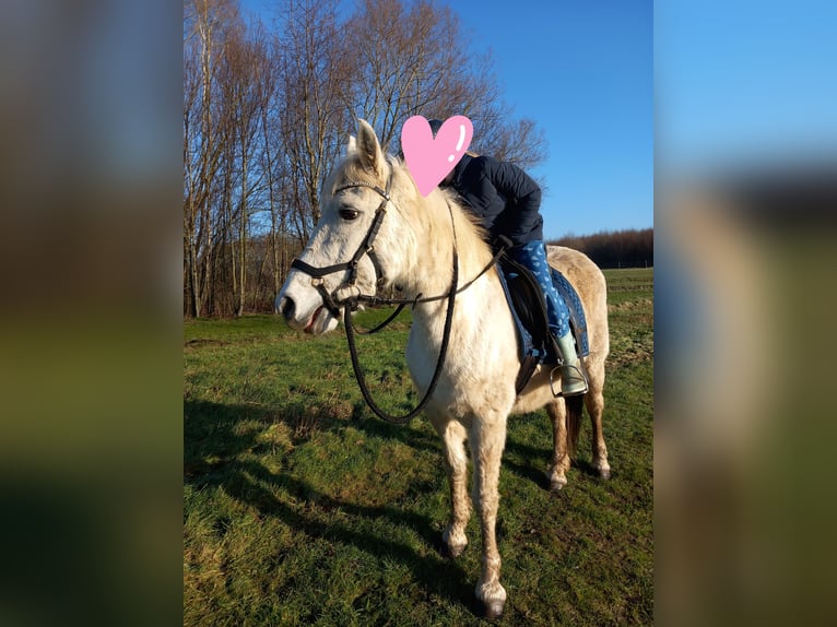 Connemara Mix Mare 14 years 14,1 hh Gray in Klazienaveen