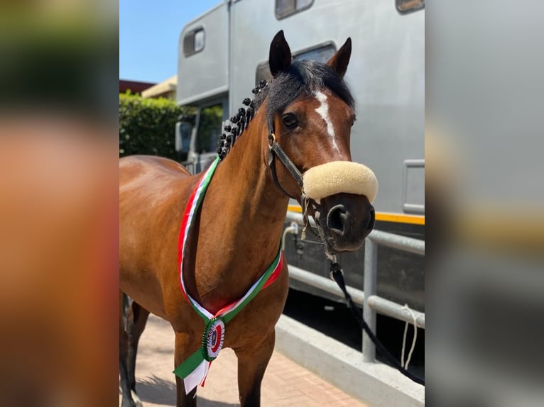 Connemara Mare 14 years 14,2 hh Bay-Dark in Albuzzano