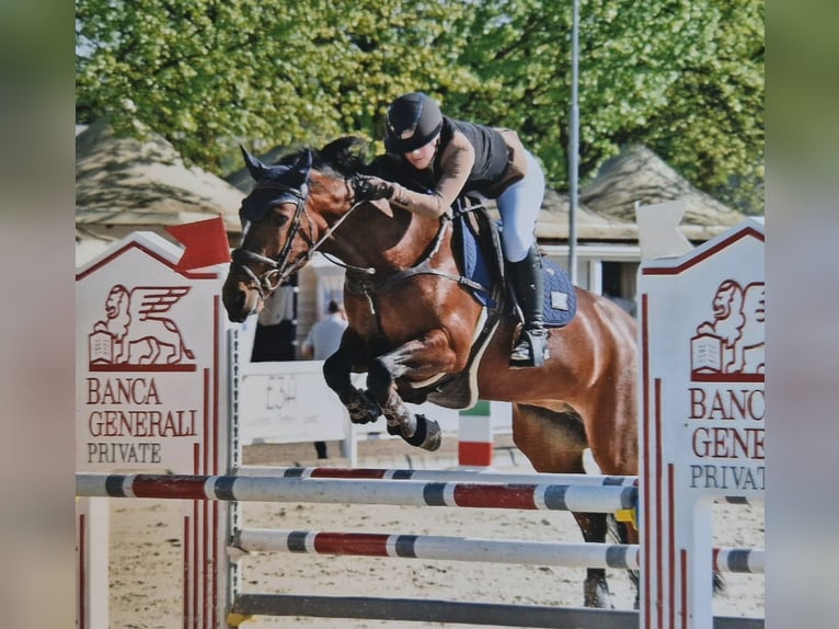 Connemara Mare 14 years 14,2 hh Bay-Dark in Albuzzano