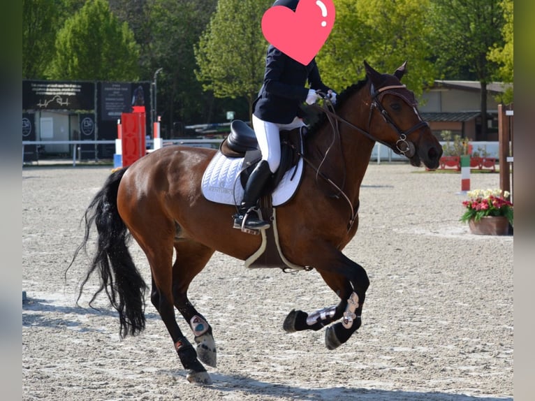 Connemara Mare 14 years 14,2 hh Bay-Dark in Albuzzano