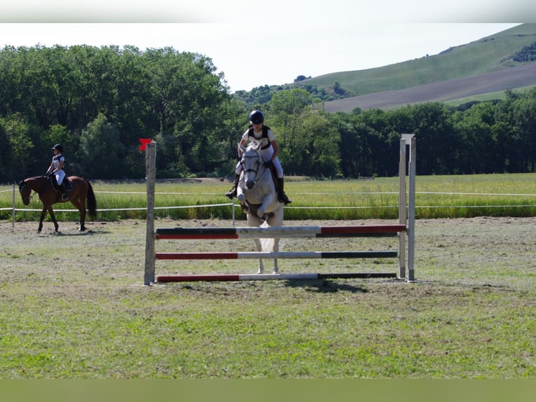 Connemara Mare 14 years 14,2 hh Gray in Ravenna