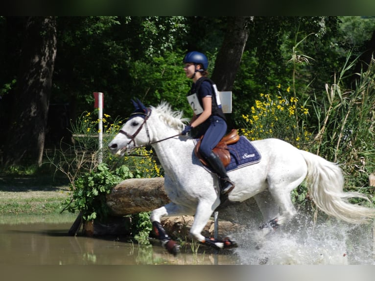 Connemara Mare 14 years 14,2 hh Gray in Ravenna