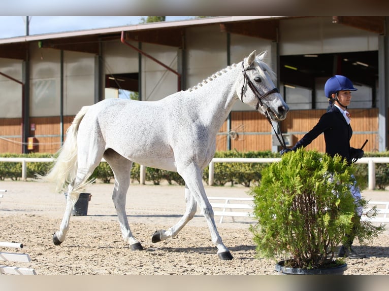 Connemara Mare 14 years 14,2 hh Gray in Ravenna