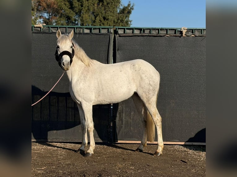 Connemara Mare 14 years 14.2 hh Grey in Großheide Westerende