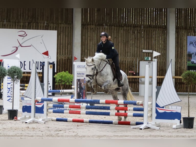 Connemara Mare 14 years 14,3 hh Gray-Blue-Tan in Bogaarden