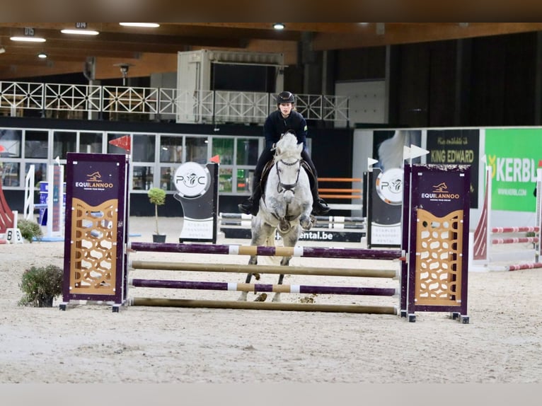 Connemara Mare 14 years 14,3 hh Gray-Blue-Tan in Bogaarden