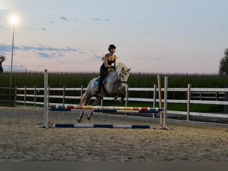 Connemara Mare 14 years 14,3 hh Gray-Blue-Tan in Bogaarden