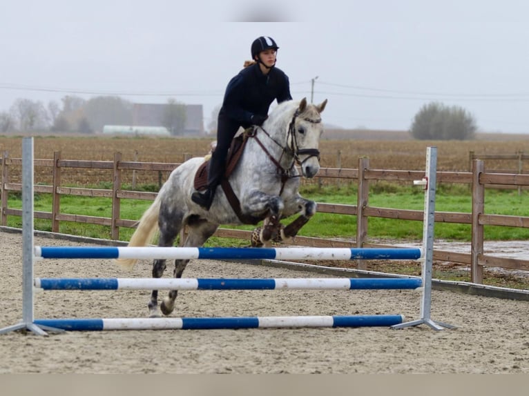 Connemara Mare 14 years 14,3 hh Gray-Blue-Tan in Bogaarden