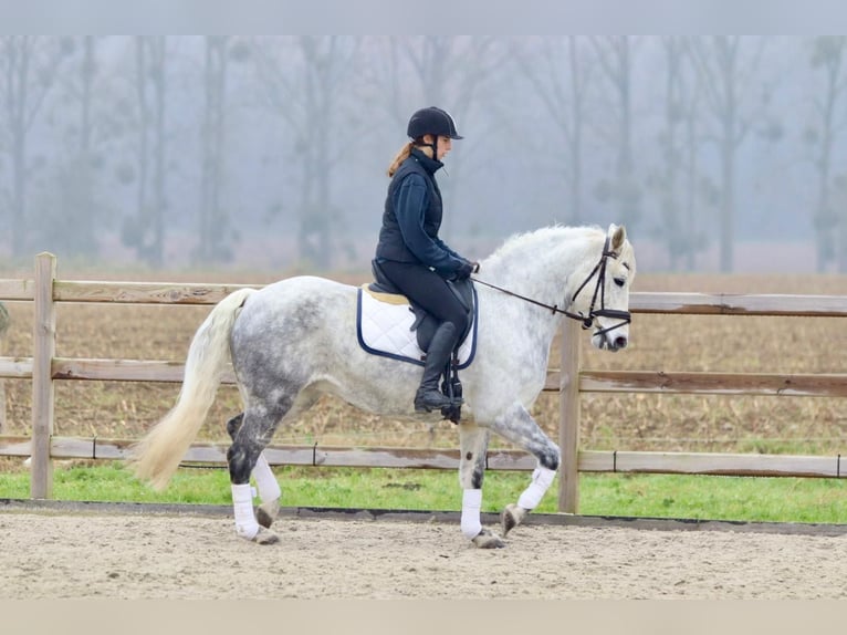 Connemara Mare 14 years 14,3 hh Gray-Blue-Tan in Bogaarden