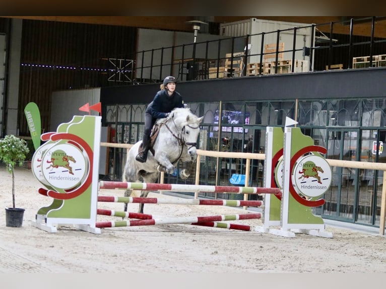 Connemara Mare 14 years 14,3 hh Gray-Blue-Tan in Bogaarden