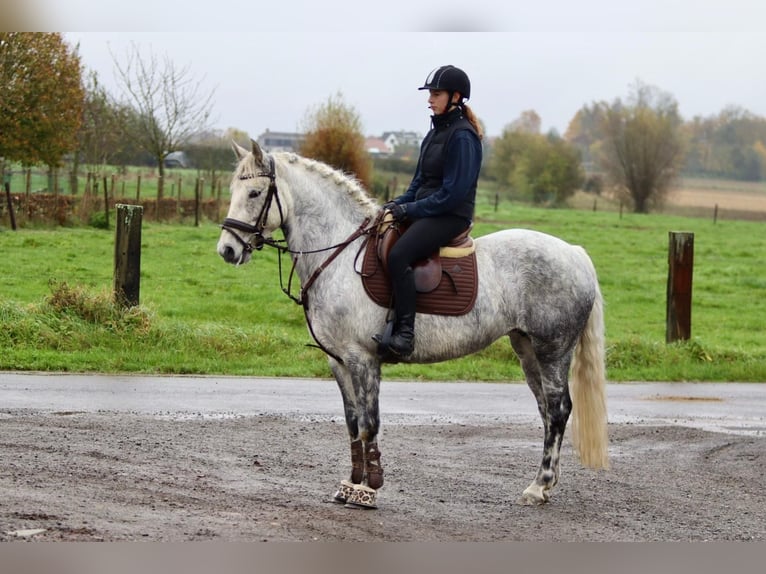 Connemara Mare 14 years 14,3 hh Gray-Blue-Tan in Bogaarden