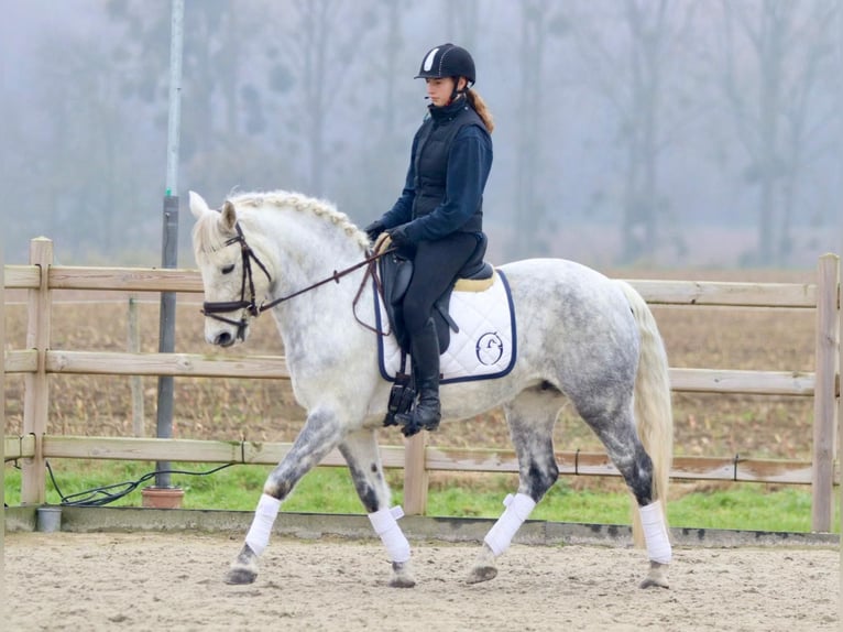 Connemara Mare 14 years 14,3 hh Gray-Blue-Tan in Bogaarden