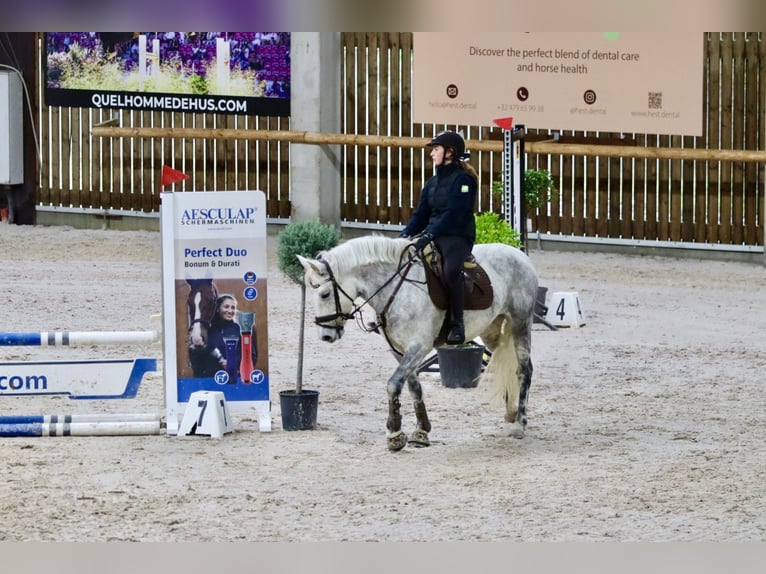 Connemara Mare 14 years 14,3 hh Gray-Blue-Tan in Bogaarden