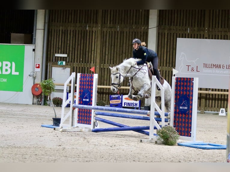 Connemara Mare 14 years 14,3 hh Gray-Blue-Tan in Bogaarden