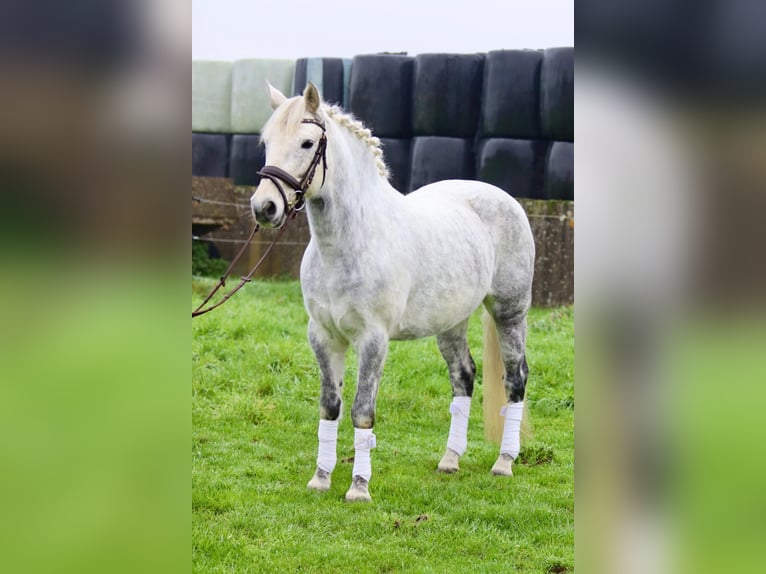 Connemara Mare 14 years 14,3 hh Gray-Blue-Tan in Bogaarden