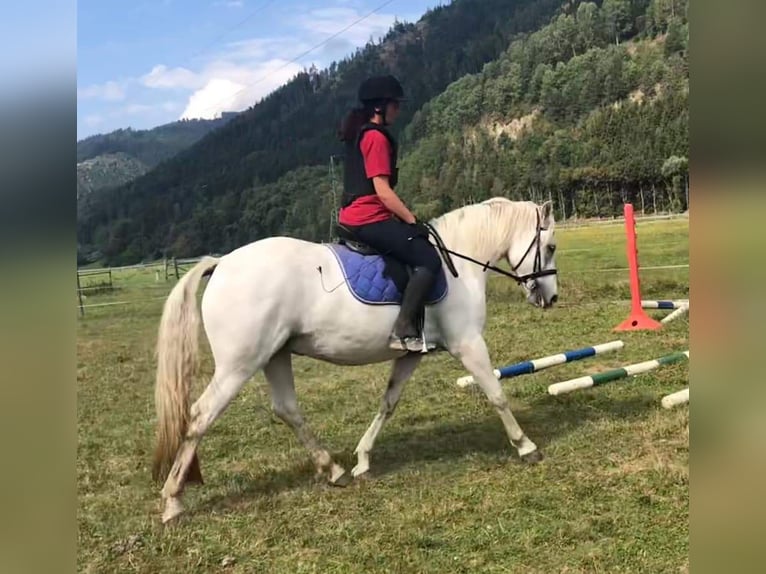 Connemara Mare 14 years 14.3 hh Grey in St. Stefan ob Leoben