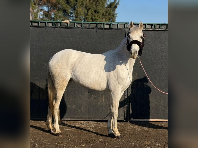 Connemara Mare 14 years 14,2 hh Grey in Großheide Westerende