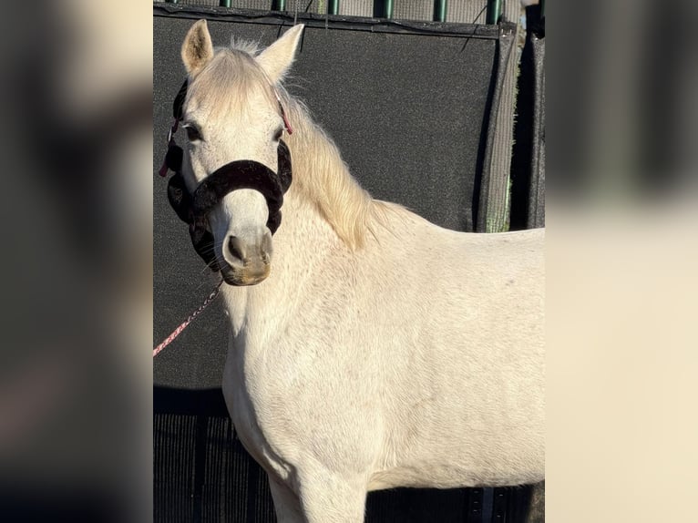 Connemara Mare 14 years 14,2 hh Grey in Großheide Westerende