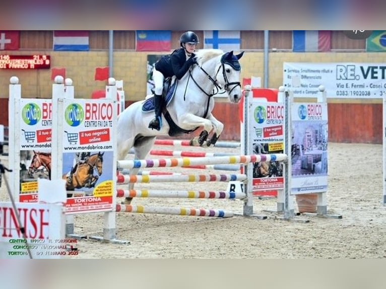 Connemara Mare 14 years 14,2 hh Grey in Arenzano