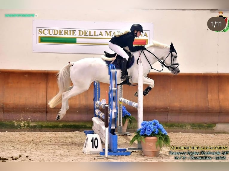 Connemara Mare 14 years 14,2 hh Grey in Arenzano
