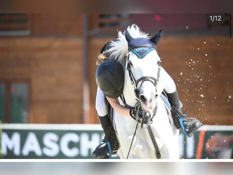 Connemara Mare 14 years 14,2 hh Grey in Arenzano