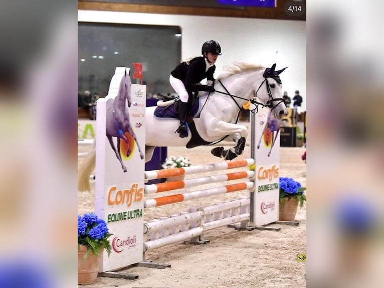 Connemara Mare 14 years 14,2 hh Grey in Arenzano