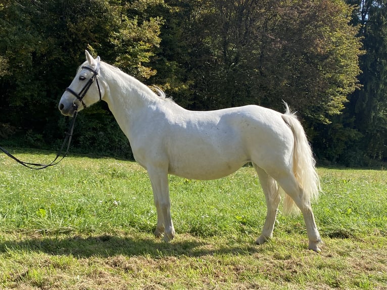 Connemara Mare 14 years 14,2 hh Grey in Ljubljana