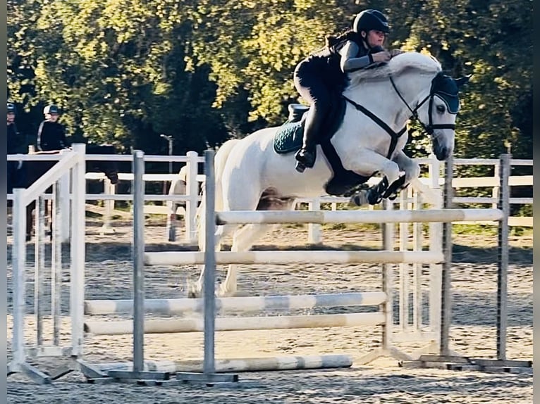 Connemara Mare 14 years 14,2 hh Grey in Roma