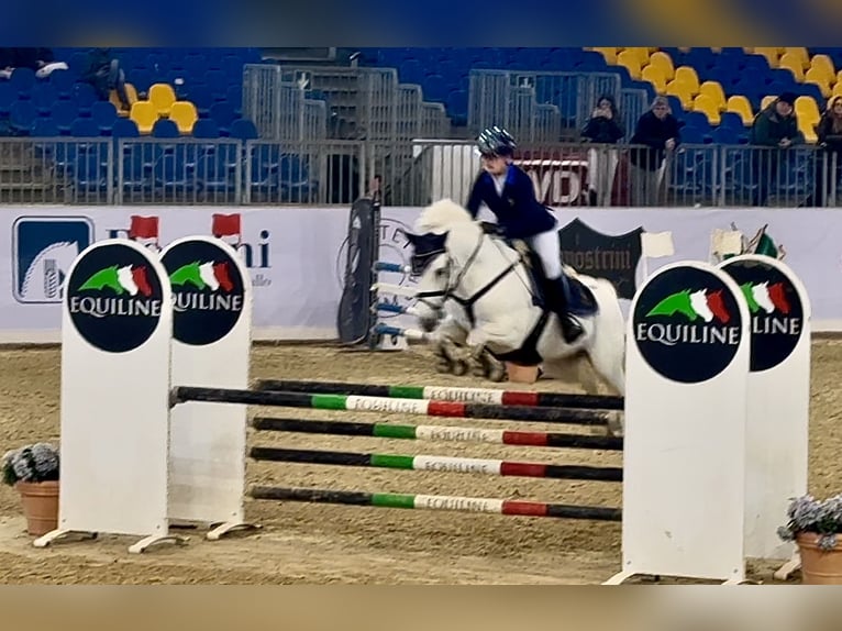 Connemara Mare 14 years 14,2 hh Grey in Roma