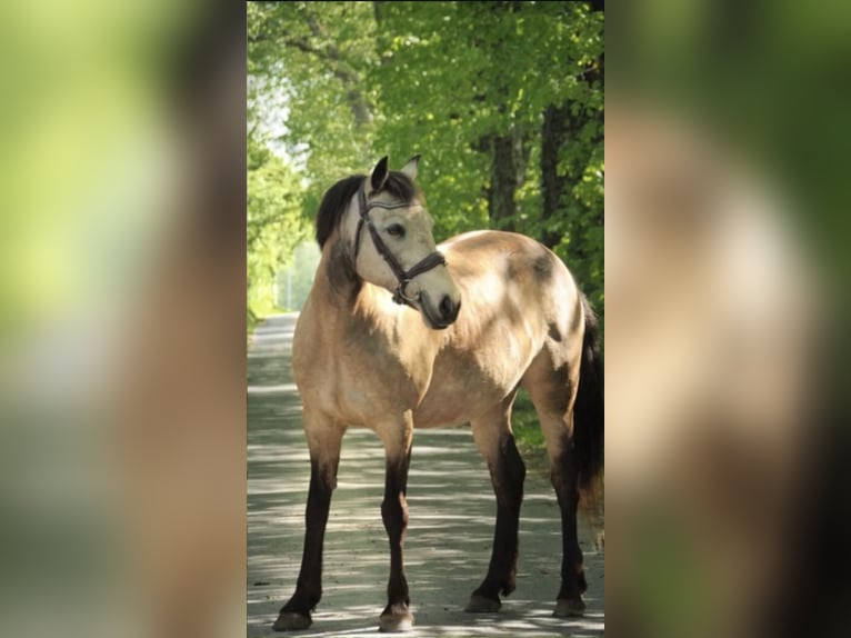 Connemara Mare 15 years 14.1 hh Dun in Coulommiers