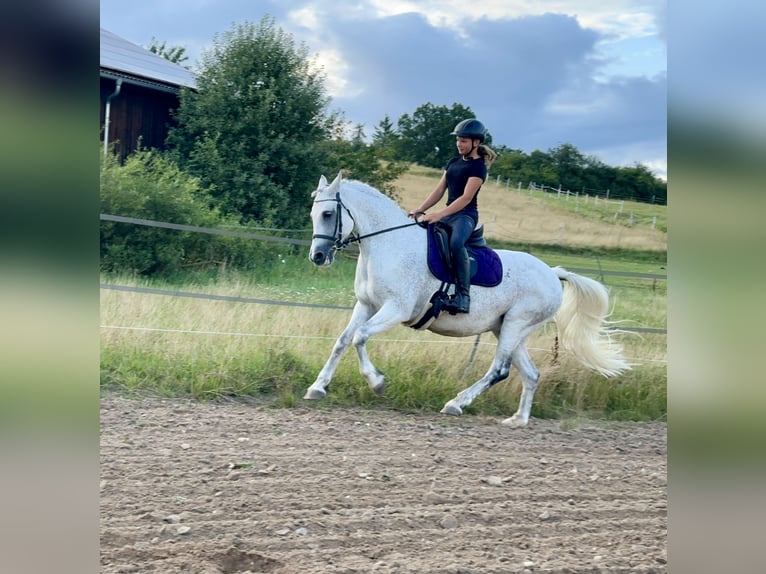 Connemara Mare 15 years 14,1 hh Gray in Lisberg