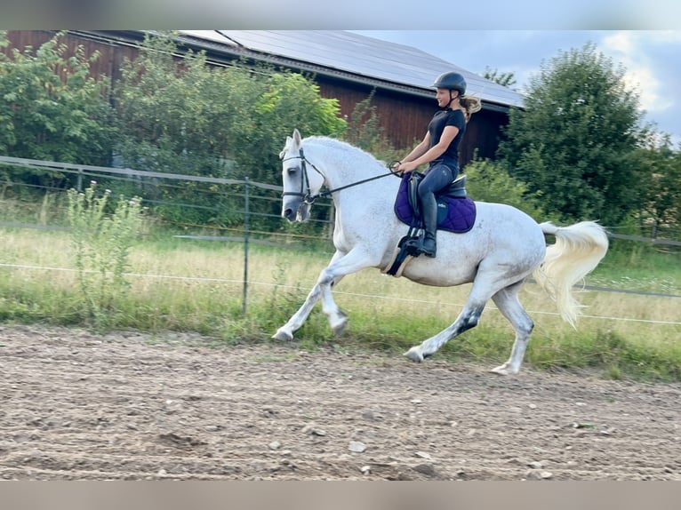 Connemara Mare 15 years 14,1 hh Gray in Lisberg