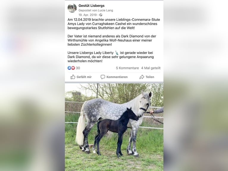 Connemara Mare 15 years 14,1 hh Gray in Lisberg