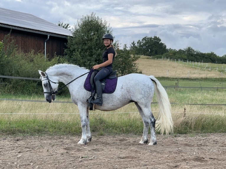 Connemara Mare 15 years 14,1 hh Gray in Lisberg