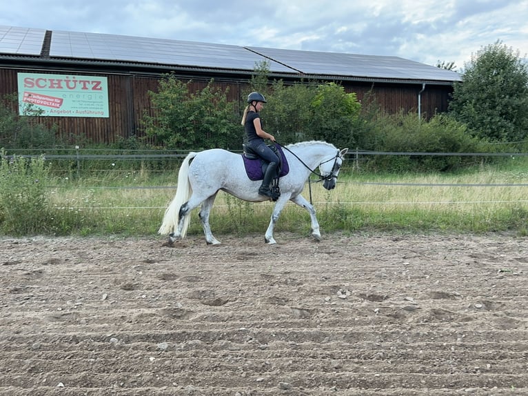 Connemara Mare 15 years 14,1 hh Gray in Lisberg