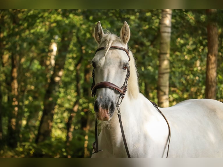 Connemara Mare 15 years 14.2 hh Grey in Pentling