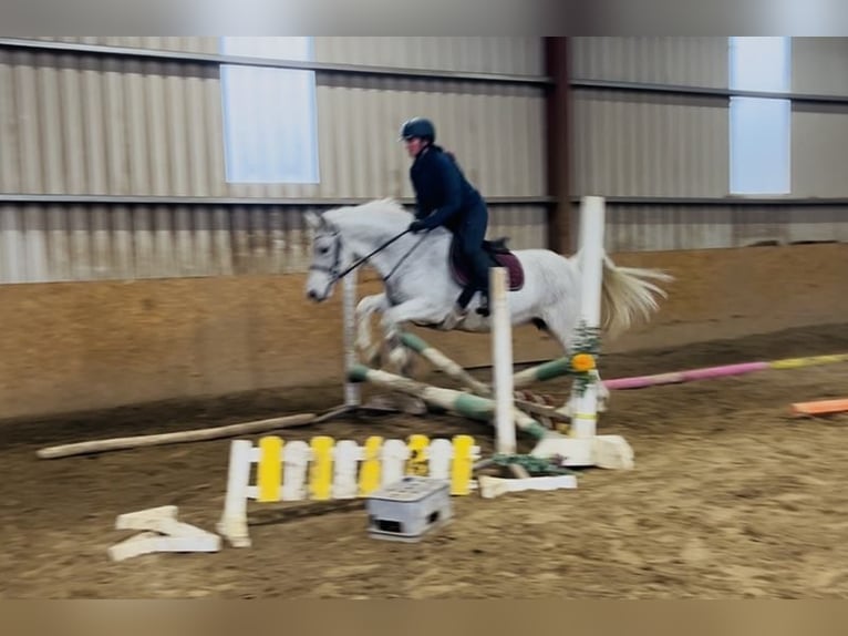 Connemara Mare 15 years 14,2 hh Grey in Sligo