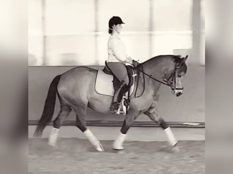 Connemara Mix Mare 15 years 14,3 hh Buckskin in Mannheim