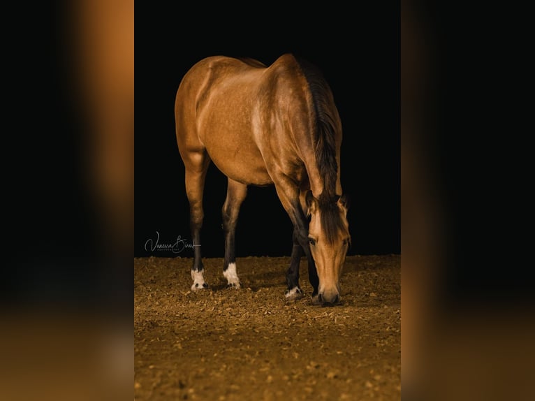 Connemara Mix Mare 15 years 14,3 hh Buckskin in Mannheim