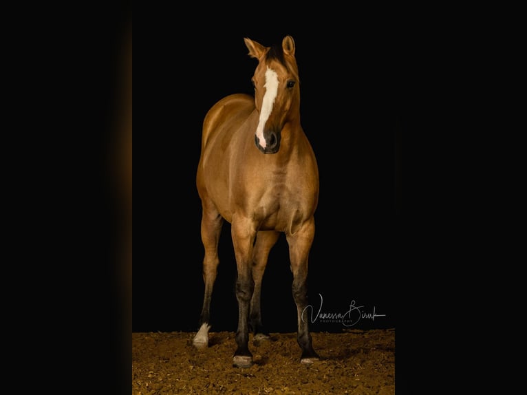 Connemara Mix Mare 15 years 14,3 hh Buckskin in Mannheim