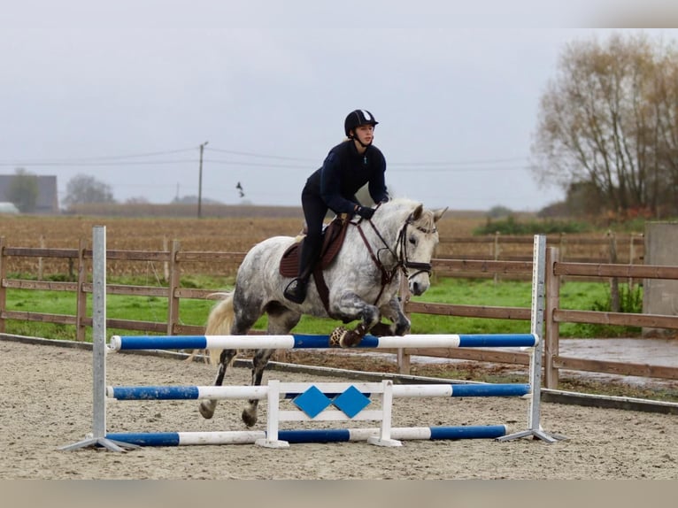 Connemara Mare 15 years 14,3 hh Gray-Blue-Tan in Bogaarden