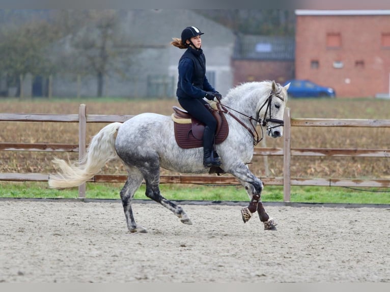 Connemara Mare 15 years 14,3 hh Gray-Blue-Tan in Bogaarden