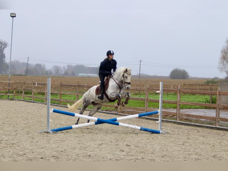 Connemara Mare 15 years 14,3 hh Gray-Blue-Tan in Bogaarden