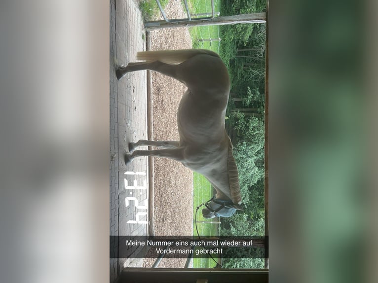 Connemara Mare 15 years 14,2 hh Gray in Weiler bei Bingen