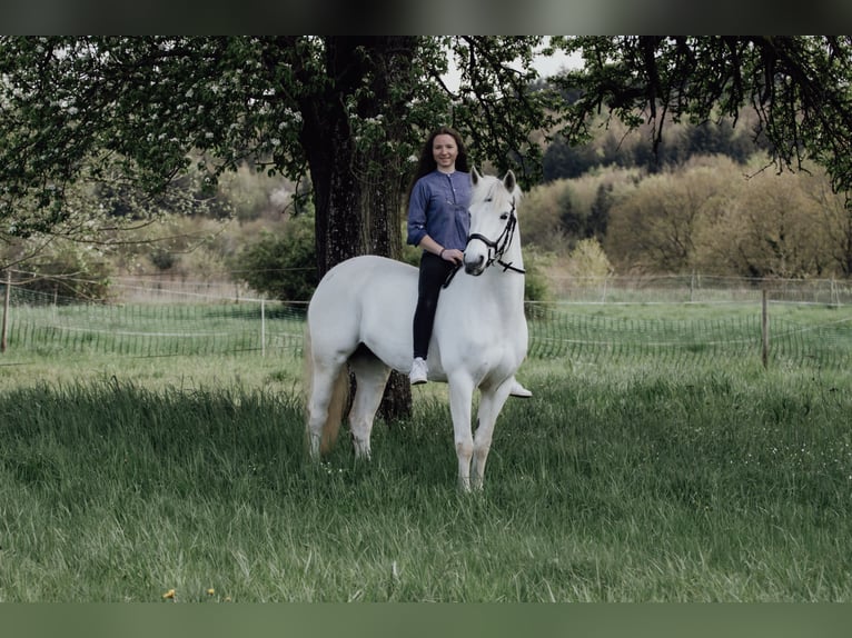 Connemara Mare 15 years 14,2 hh Gray in Weiler bei Bingen