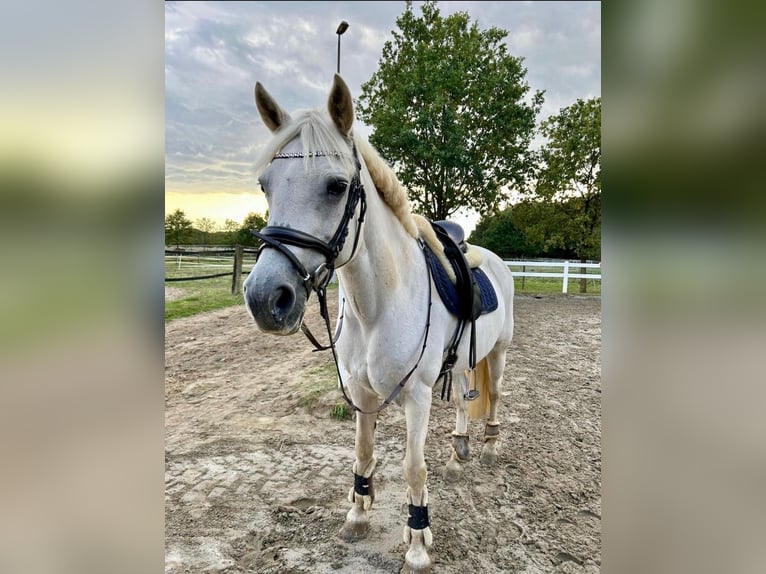 Connemara Mare 15 years 14,2 hh Grey in Gütersloh