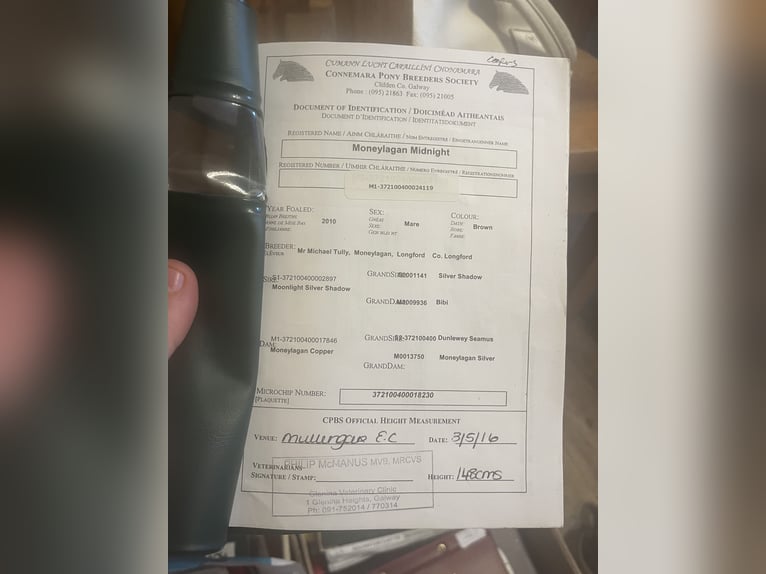 Connemara Mare 15 years 14,2 hh Grey in Sligo