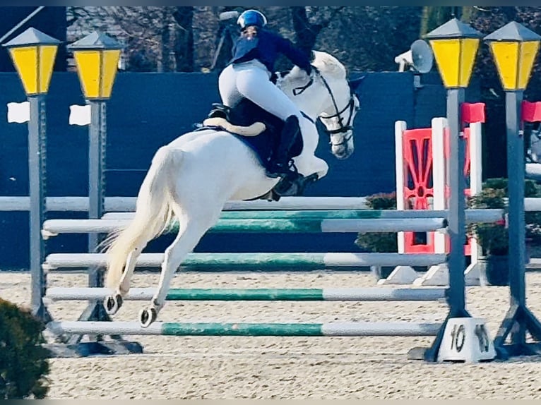 Connemara Mare 15 years 14,2 hh Grey in Roma