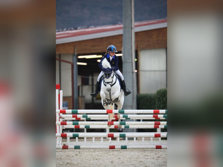 Connemara Mare 15 years 14,2 hh Grey in Roma